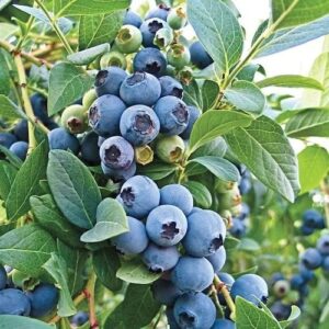 Blue berries